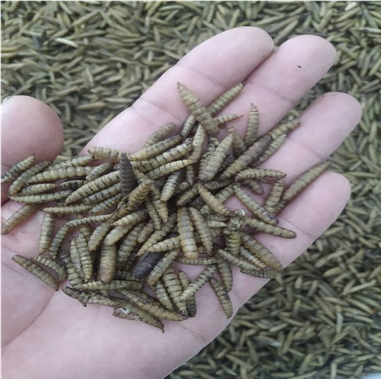 微波昆虫烘干熟化设备厂家定制广州虫子微波加热设备批发直销