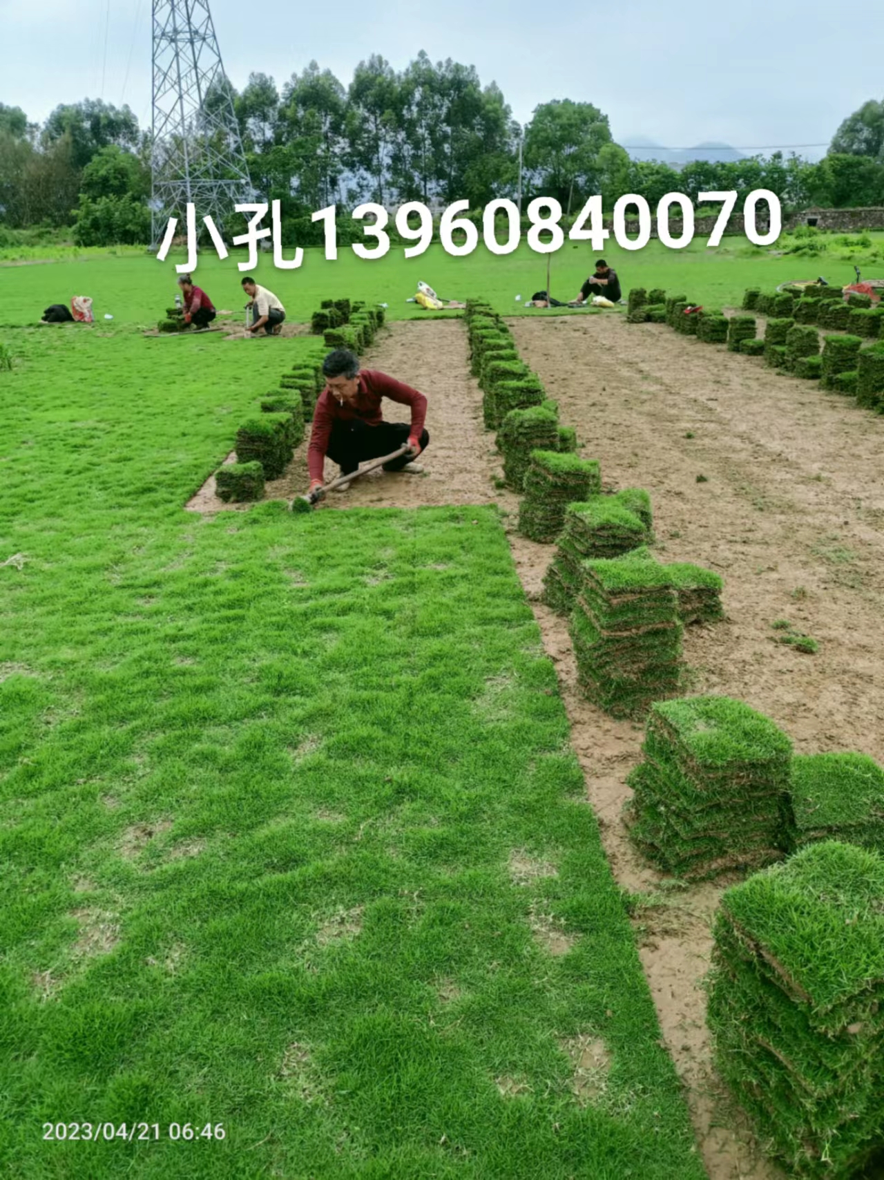 福建 大量供应台湾草记得-/细叶结缕草皮价格图片