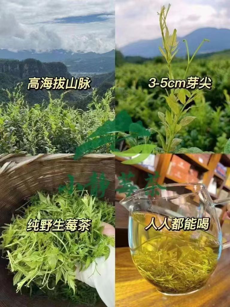高山茶叶张家界特产张家界莓茶白茶藤茶
