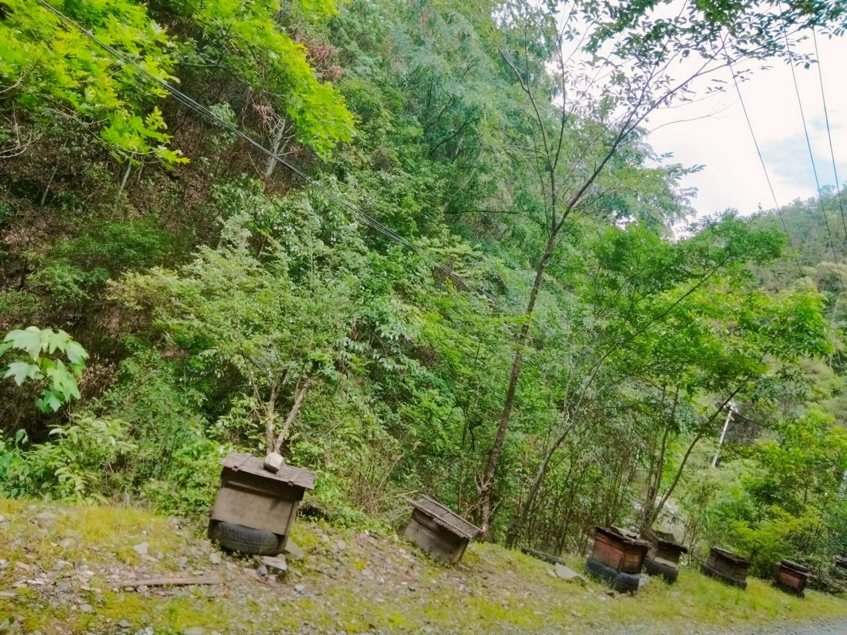 广东土蜂蜜销售_批发_一瓶多少钱_哪里有卖_土蜂蜜【修水县钰淇曾氏养蜂园】