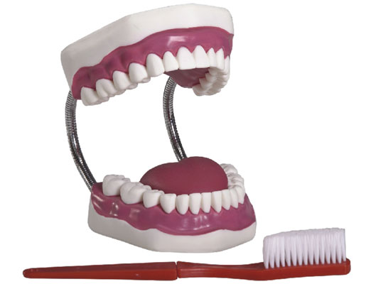 牙护理保健模型 放大版口腔护理模型 刷牙指导牙齿模型口腔保健教学