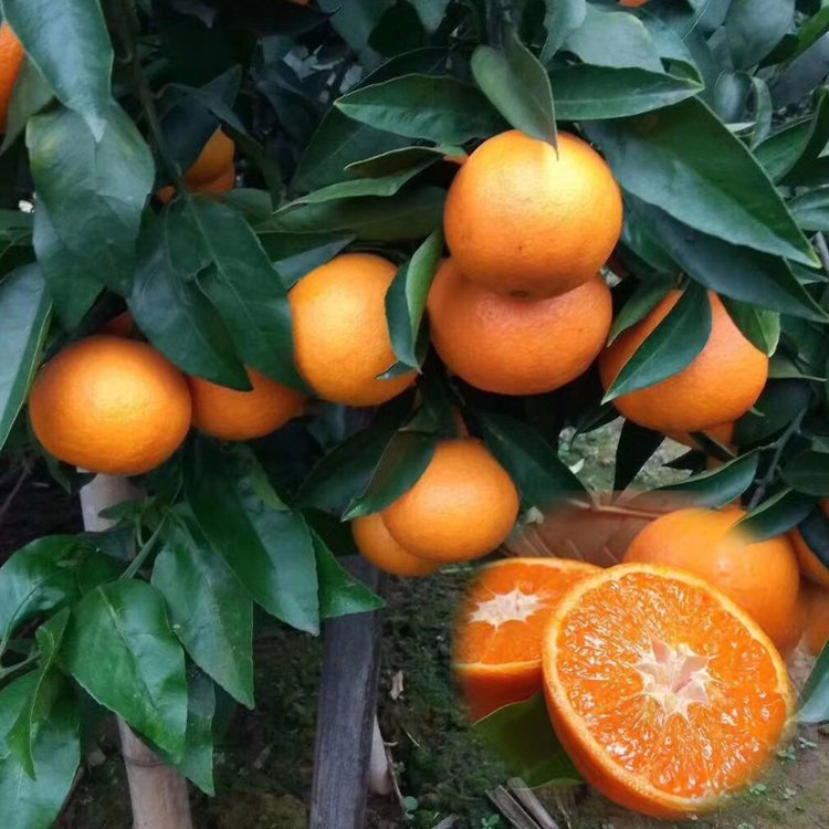 现摘红美人柑橘苗 橘子水果新鲜果冻橙橘子苗结果树苗图片