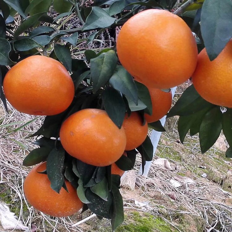 现摘红美人柑橘苗 橘子水果新鲜果冻橙橘子苗结果树苗
