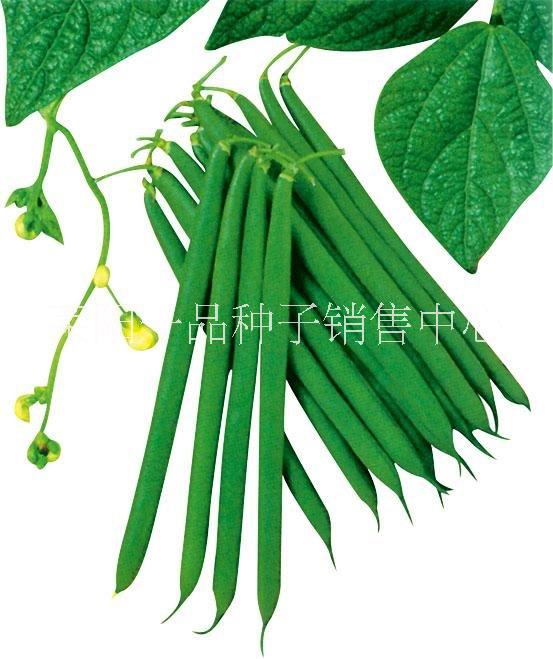 青刀豆种子海德5991，豆荚翠绿圆直，肉质细嫩无丝图片