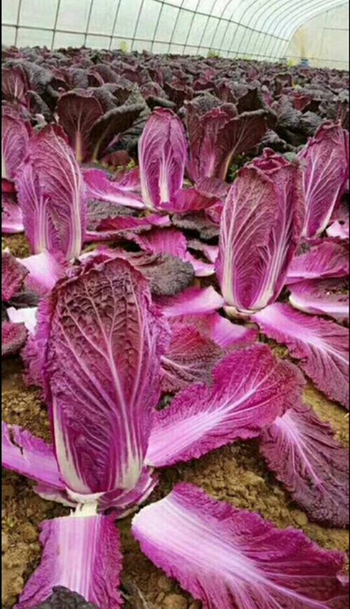 紫白菜种子韩国进口杂交一代