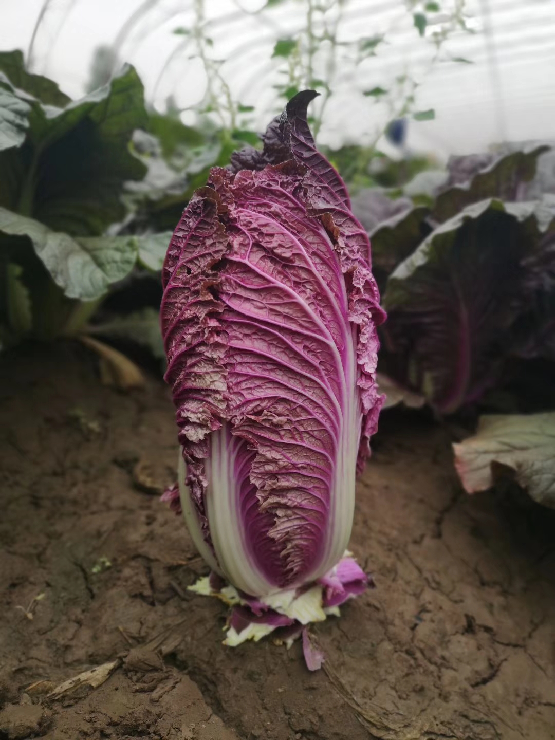烟台市紫白菜种子厂家