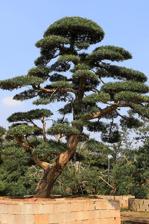 桂林市广西罗汉松厂家广西罗汉松-罗汉松造型树多少钱一棵-8-30公分苗木场罗汉松-批发价钱