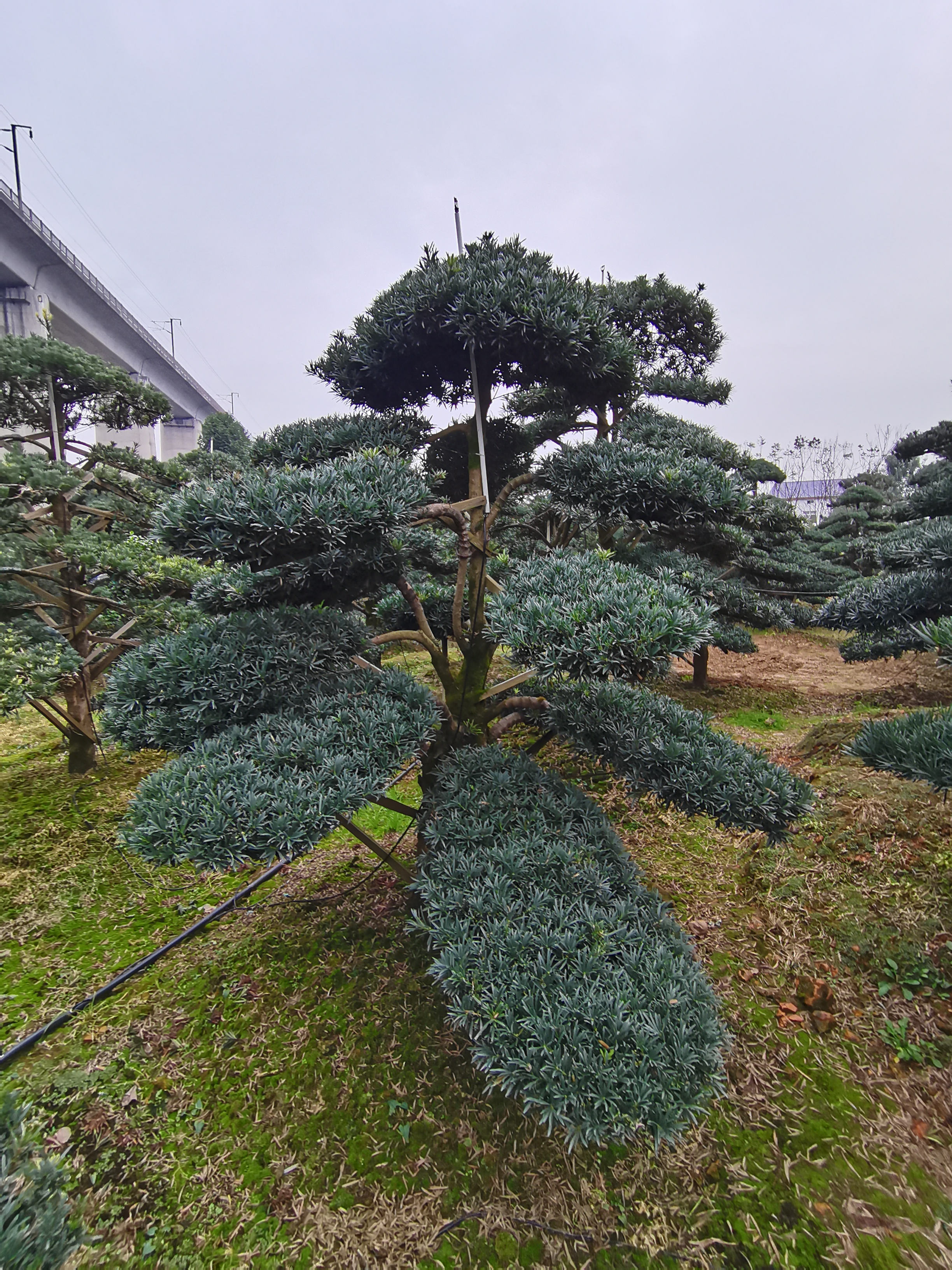 广西罗汉松广西罗汉松-罗汉松造型树多少钱一棵-8-30公分苗木场罗汉松-批发价钱
