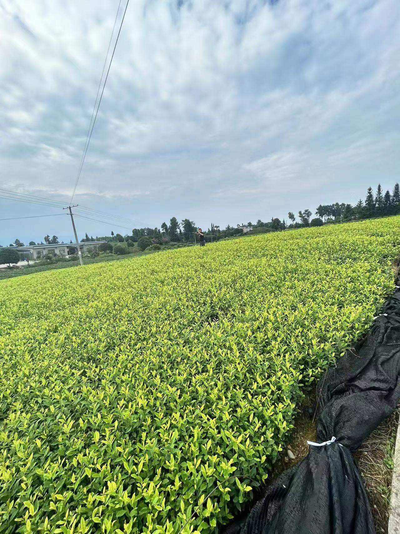 贵州乌龙茶苗批发_种植基地_销售_一棵多少钱【雅安市名山区超众苗木种植农民合作社】