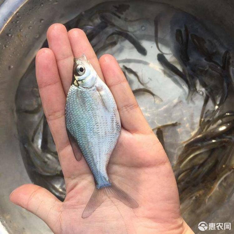 深圳市鳊鱼苗厂家鳊鱼苗 边鱼苗 武仓边鱼苗 三角坊鱼苗 团头坊鱼苗