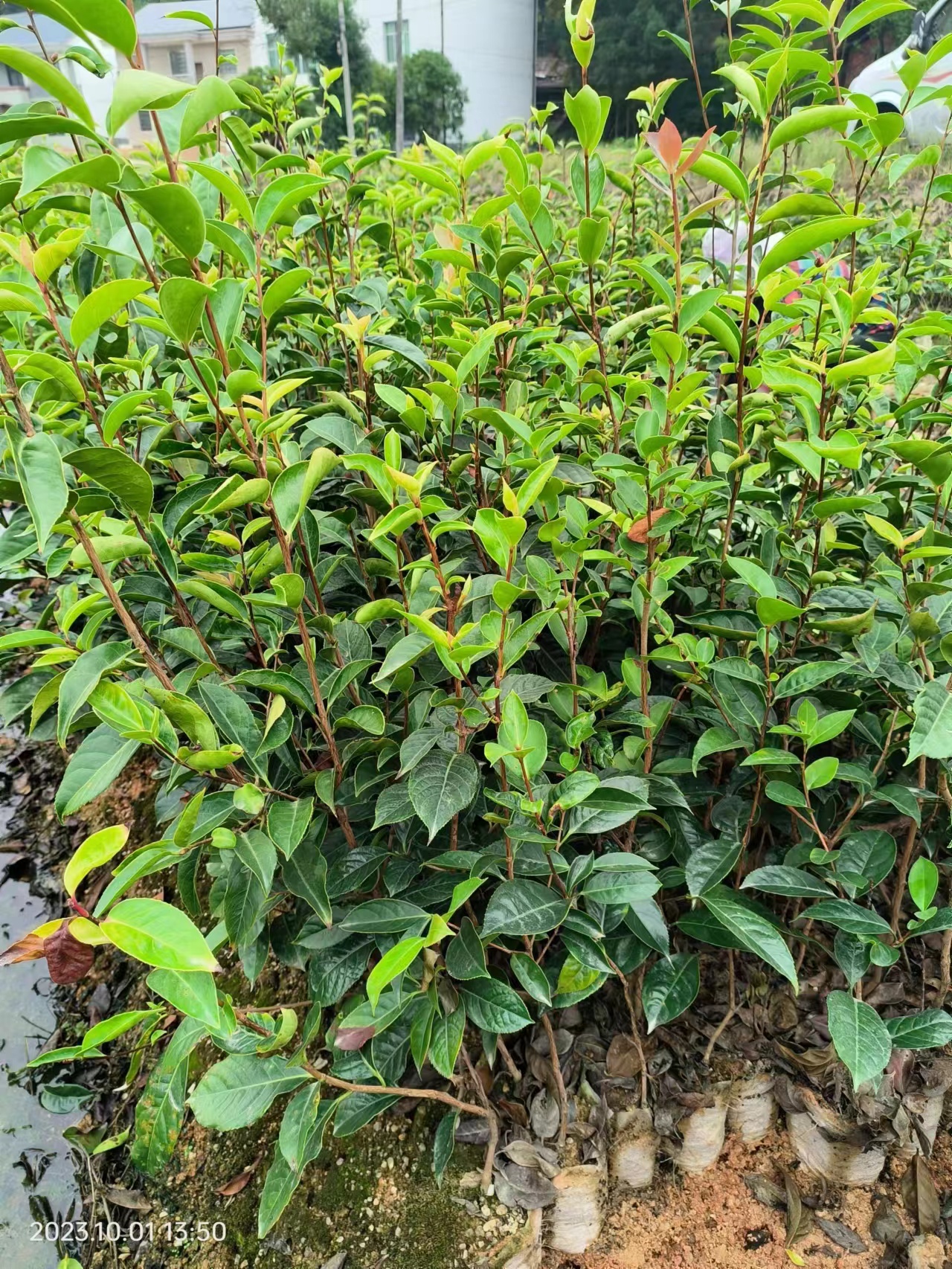 红花油茶种植基地_红花油茶价格_红花油茶出售_红花油茶批发电话