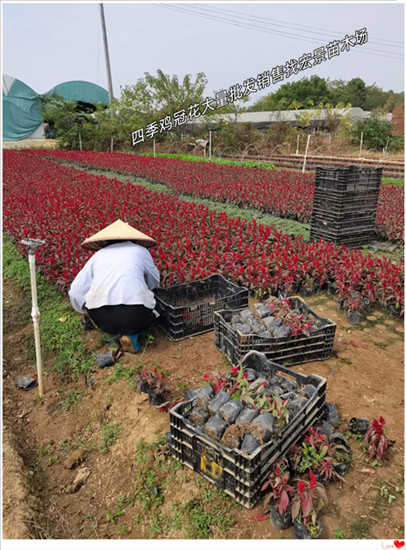 湖南牵牛花,满天星杯苗-长沙甘蓝-石竹鲜花迎元旦图片