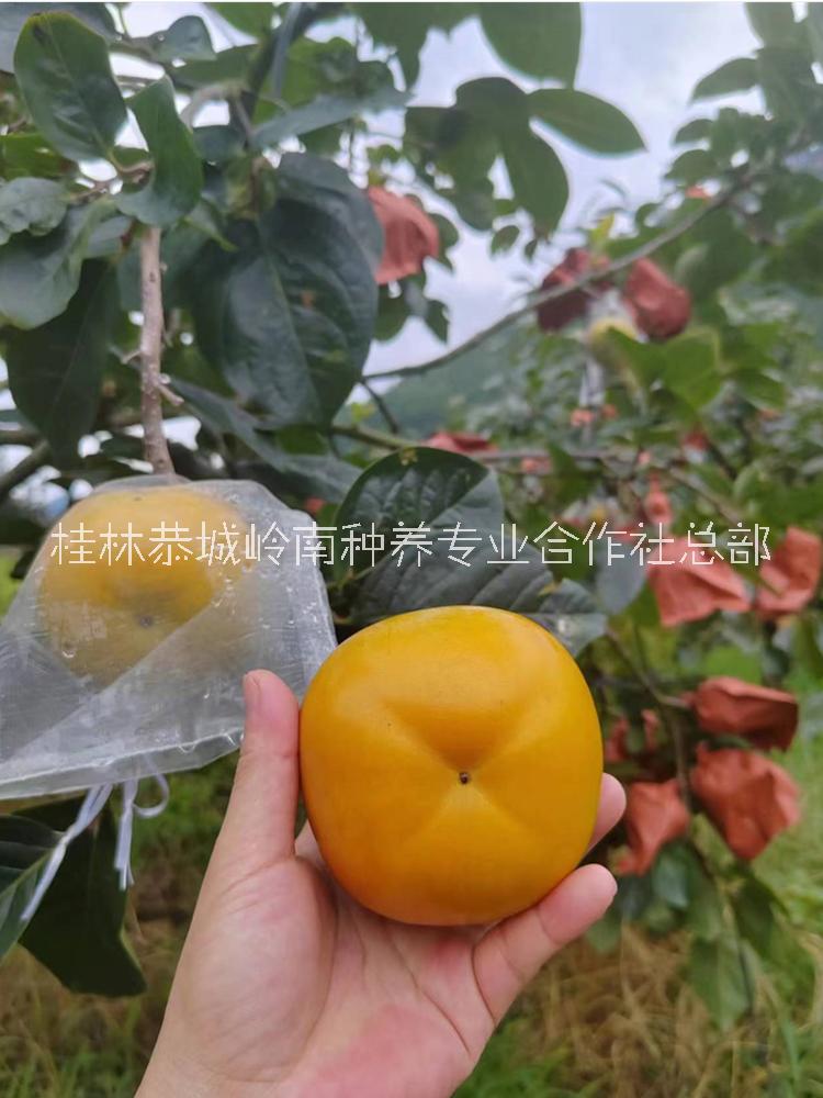 柿子树果苗水果柿子苗树太秋甜柿树苗脆甜柿子树苗