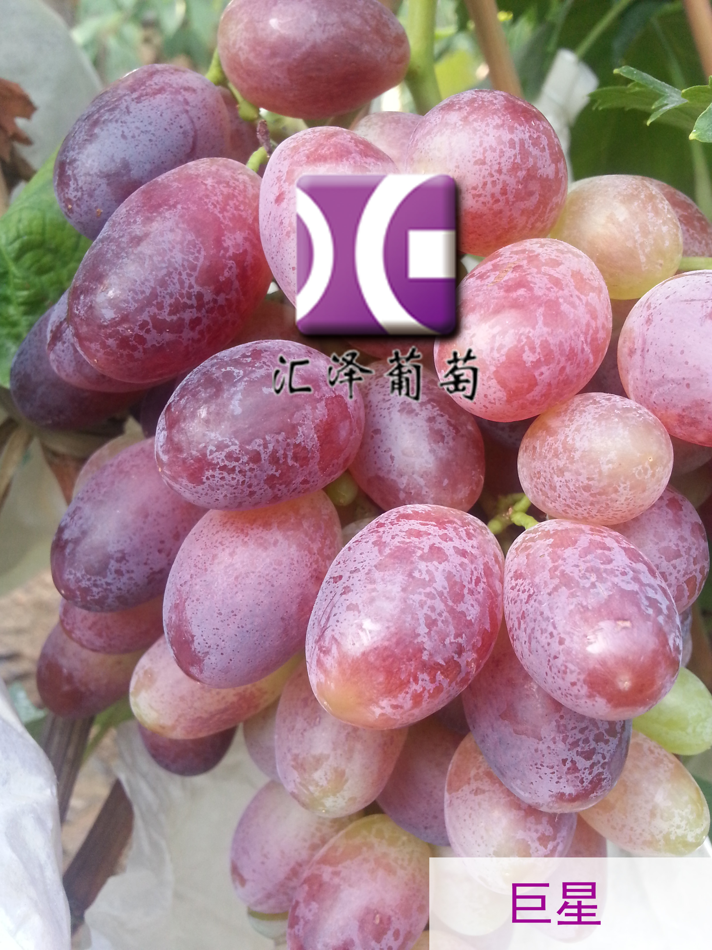 青岛市里扎马特葡萄苗厂家设施种植大粒里扎马特葡萄苗木 大棚种植葡萄