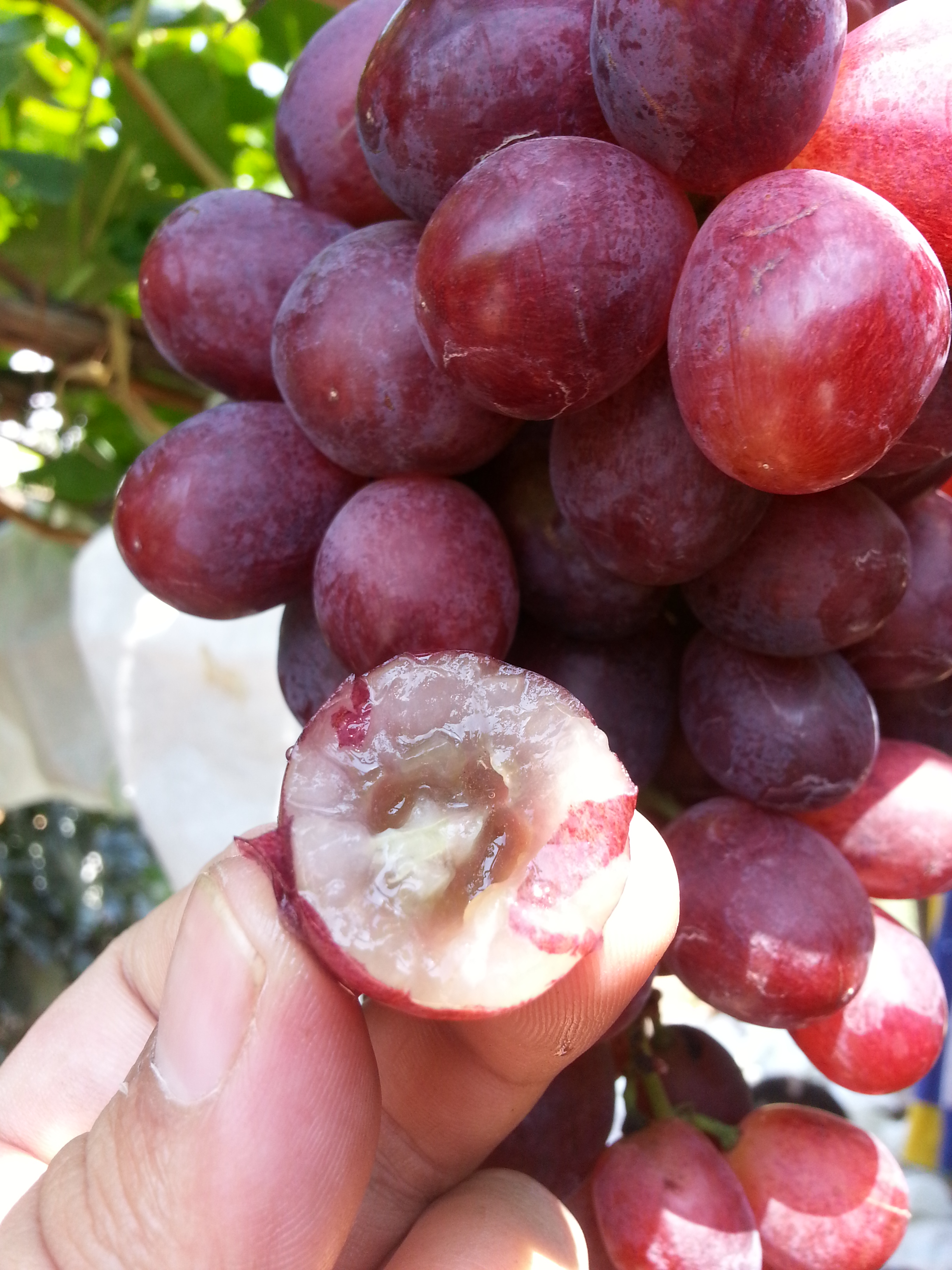 里扎马特葡萄苗设施种植大粒里扎马特葡萄苗木 大棚种植葡萄