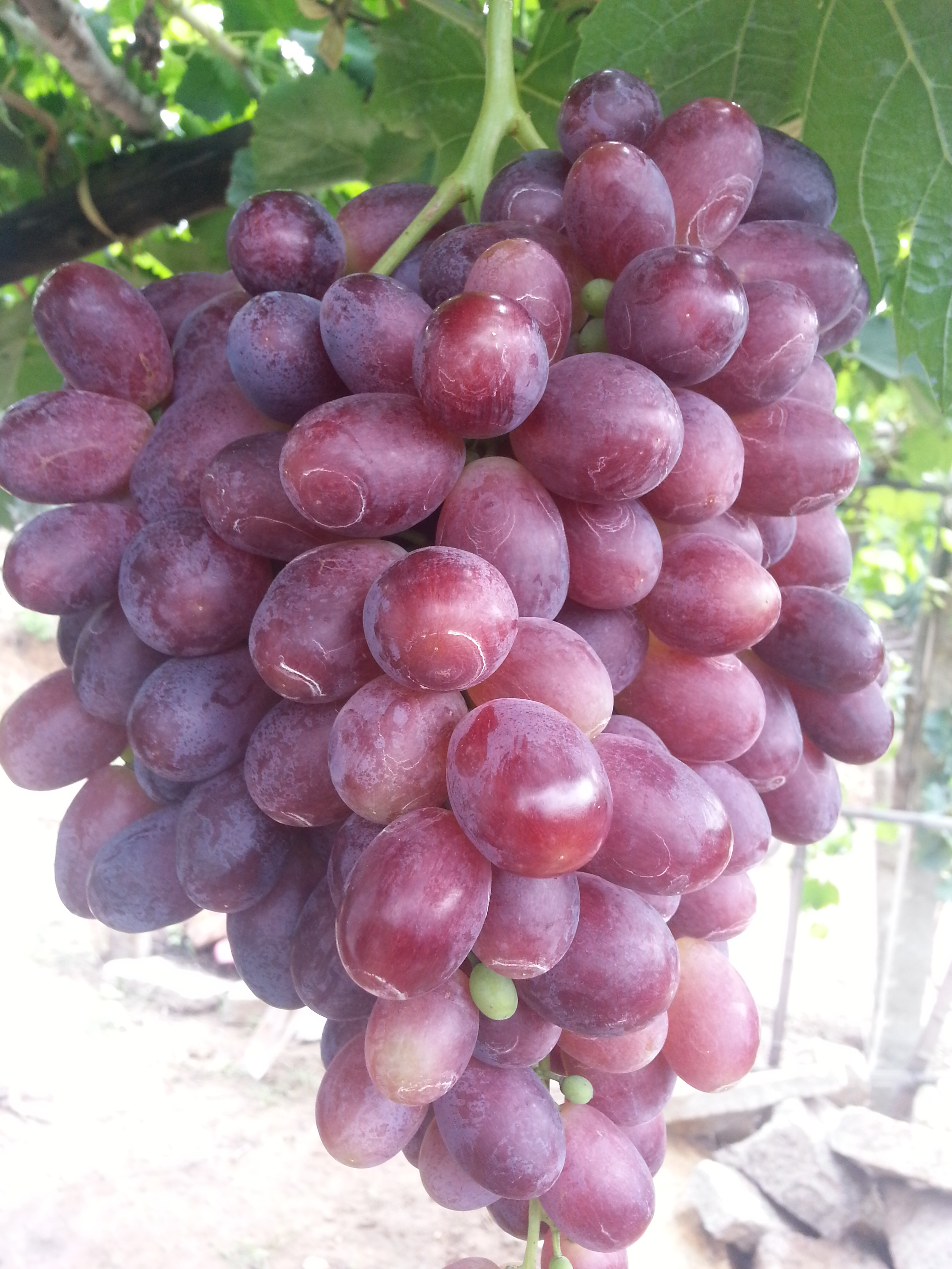 设施种植大粒里扎马特葡萄苗木 大棚种植葡萄