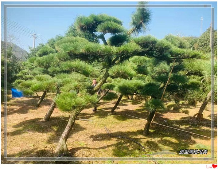 长沙市造型黑松苗圃厂家造型黑松苗木-浏阳黑松苗木都说我家好造型黑松苗圃