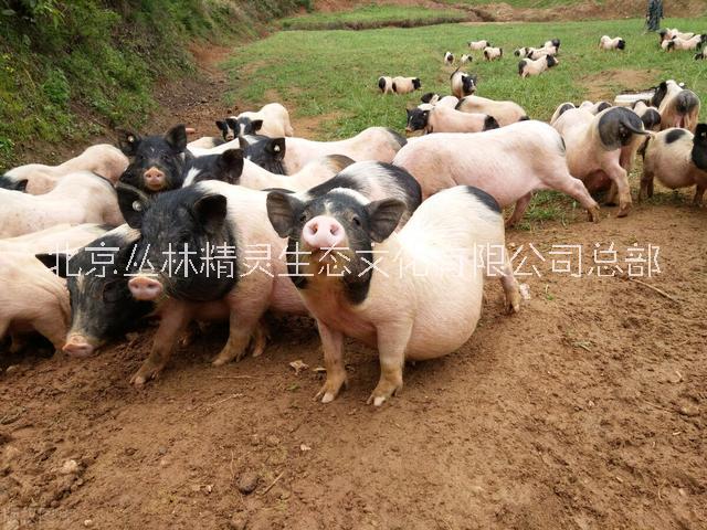 广西巴马香猪北京广西巴马香猪销售