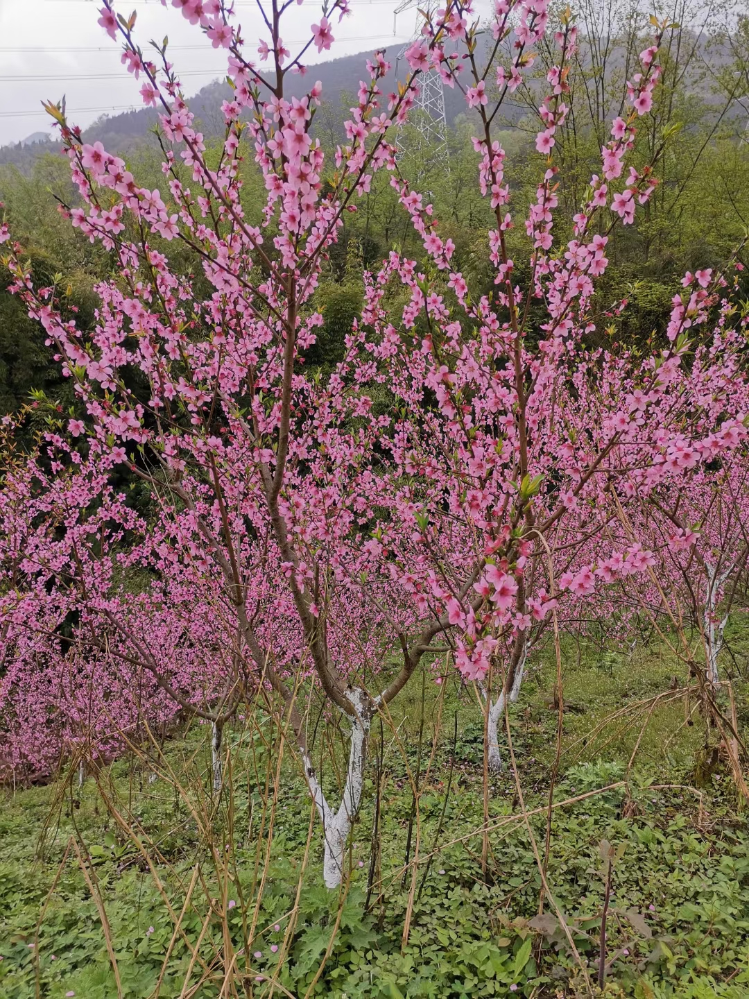 5-9公分桃树苗基地优质山桃 苗 根系发达 规模种植管理 桃树 苗批发 黄桃树