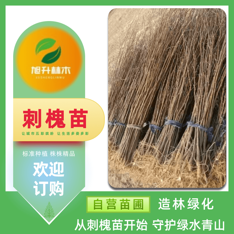 河南刺槐苗基地批发、刺槐地径3公分 固沙保土树种【民权旭升林木种植有限公司】图片