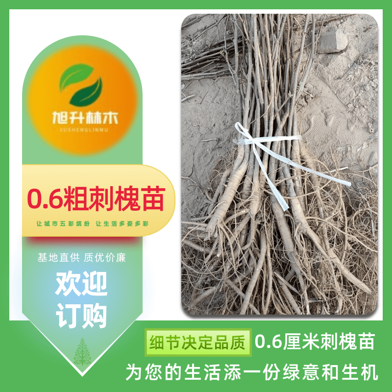 商丘市0.6粗刺槐苗厂家河南0.6粗刺槐苗 1-2年苗 粗度0.4-1公分 雨季造林苗 防风固沙