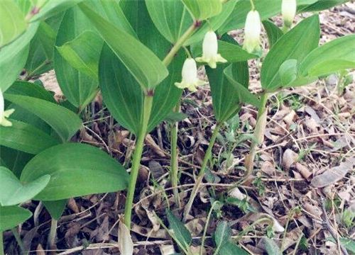 湖北百草堂黄精种植后顾无忧批发