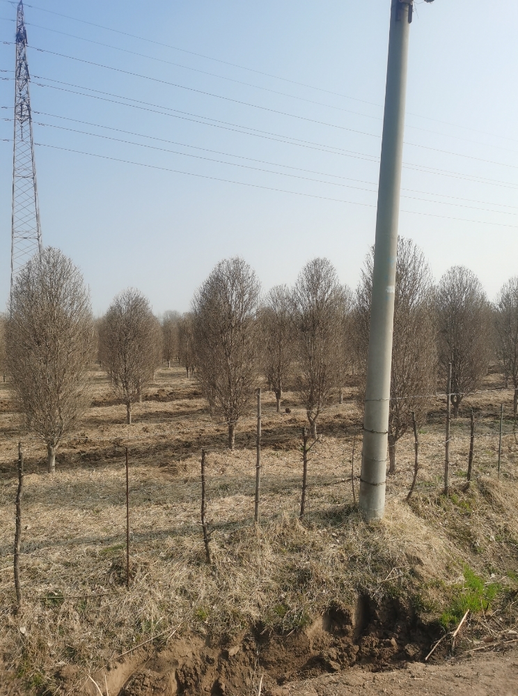 泰安市杨树厂家107杨树苗 1-6公分 造型 榆树  4-10公分 抗碱性高 耐高温