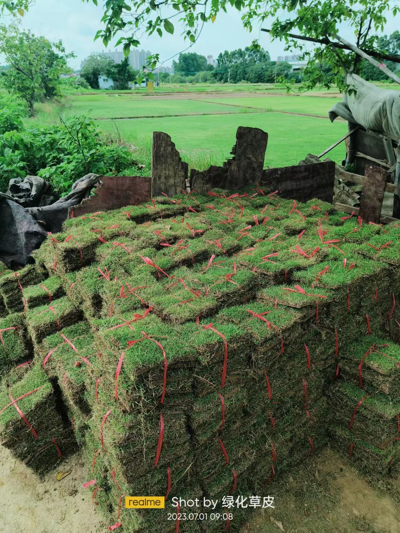 公路绿化草皮价格、批发、种植场、产地销售、报价【佛山市三水区华丙种植场】