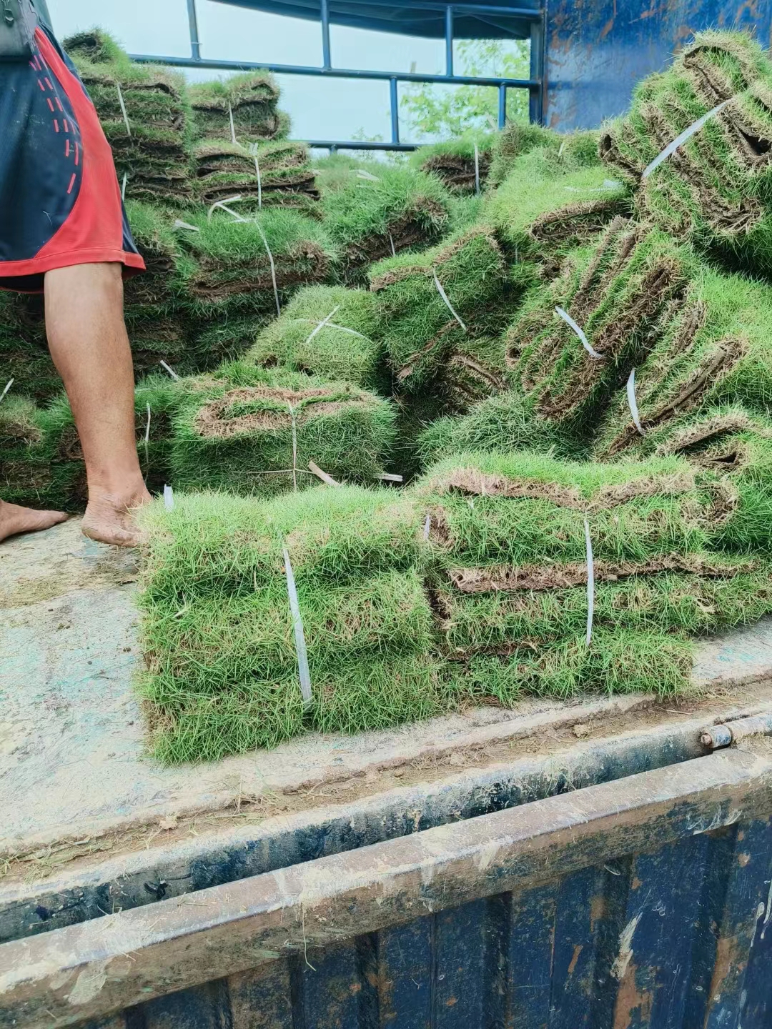 停车场草坪批发-种植场-产地销售-报价【佛山市三水区华丙种植场】