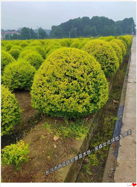 开春湖南金森女贞工程苗-金森女贞小苗积压库存,农户纷纷抛售 金森女贞杯苗批发