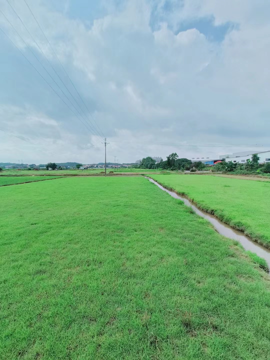 佛山草卷种植场-价格-批发-供应商-报价【佛山市三水区华丙种植场】