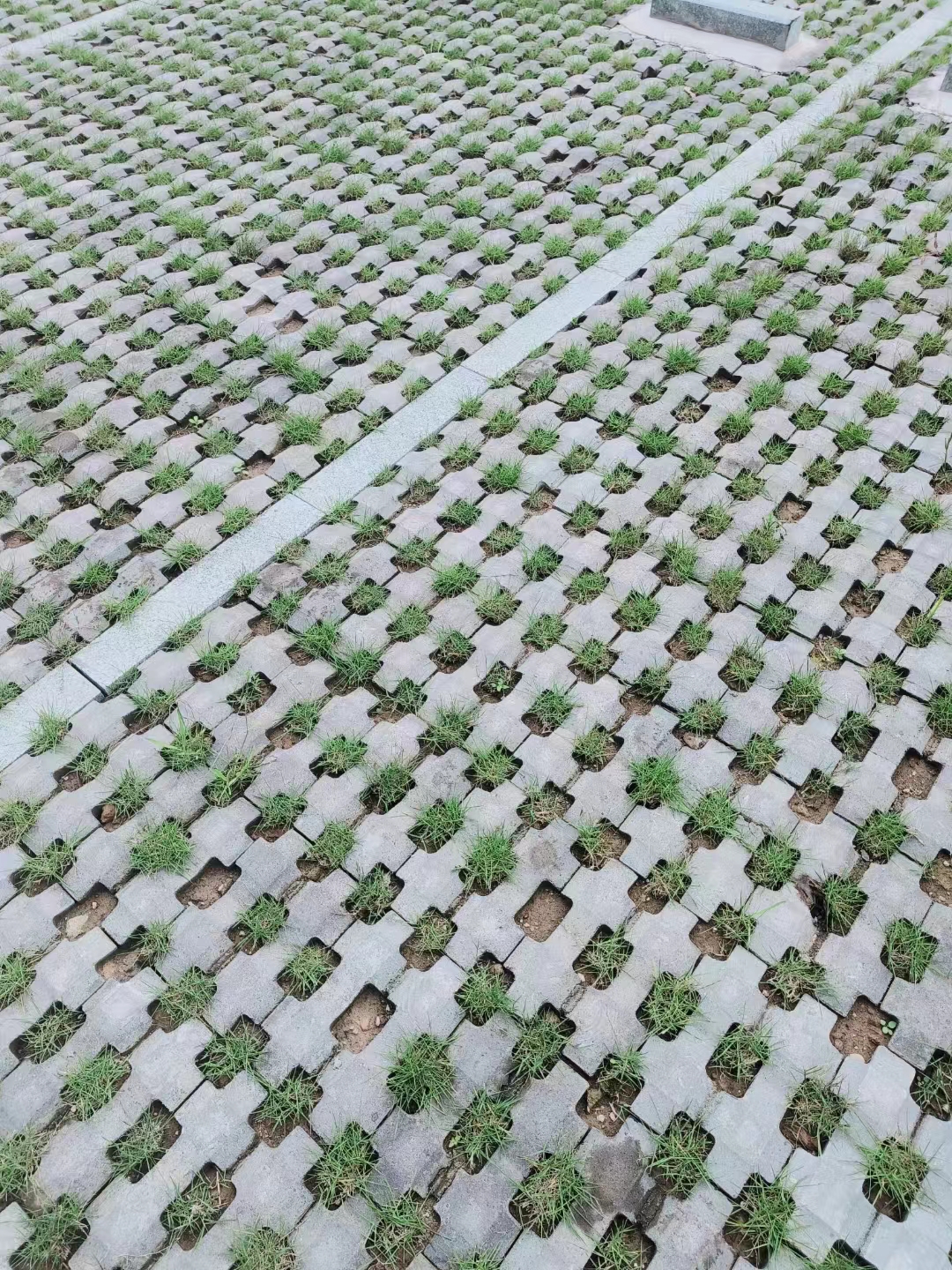 停车场草皮批发、种植场、产地销售、报价【佛山市三水区华丙种植场】