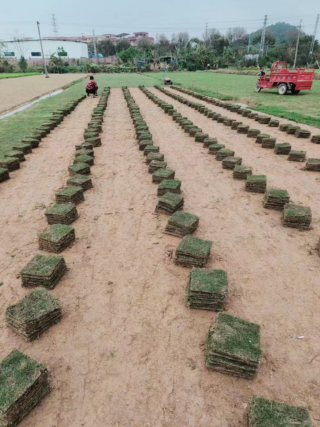 佛山草卷种植场-价格-批发-供应商-报价【佛山市三水区华丙种植场】