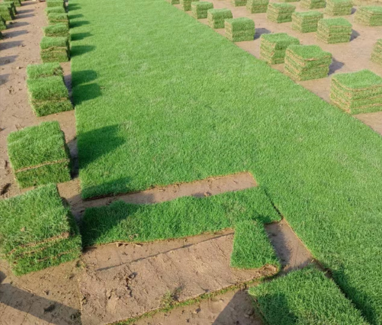 佛山草卷种植场-价格-批发-供应商-报价【佛山市三水区华丙种植场】